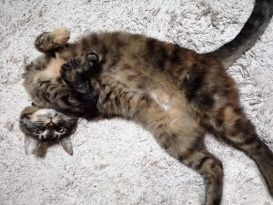 グラちゃん